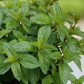 Mint 'Chocolate Peppermint'