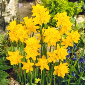 Narcissus 'Double Campernelle'