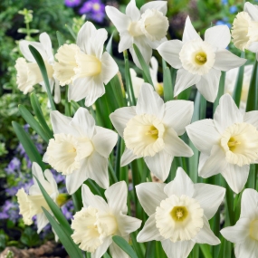 Daffodil 'Mount Hood'
