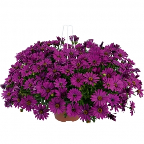 Osteospermum 'Basket Purple'
