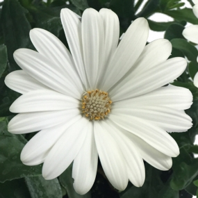 Osteospermum 'Erato Basket Pure White'