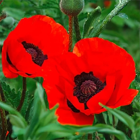 Papaver 'Beauty of Livermere'