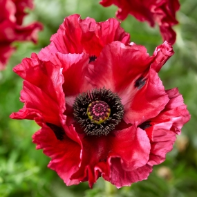 Papaver 'Red Rumble'