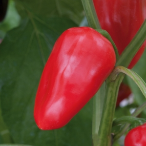 Sweet Pepper 'Snack Red'