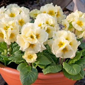 Primula Polyanthus 'Showstopper Cream'