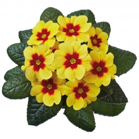 Primula 'Jupiter F1 Yellow with Red Eye'