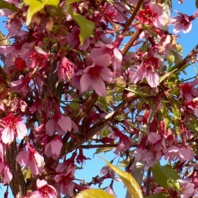 Cherry Blossom 'Okame'