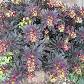Euphorbia 'Purpurea'