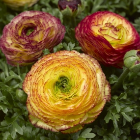 Persian Buttercup 'Gambit F1 Lemon Rose Bicolour'