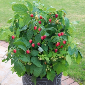 Raspberry 'Summer Lovers Patio Red'