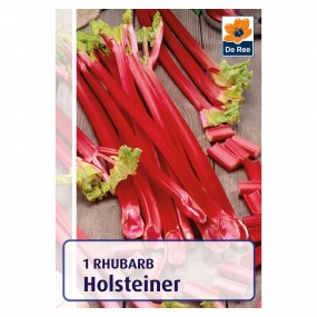 Rhubarb 'Holsteiner'