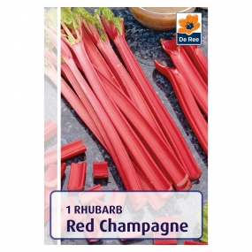 Rhubarb 'Red Champagne'