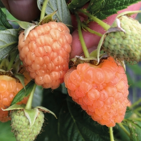 Raspberry 'Summer Lovers Garden Apricot'