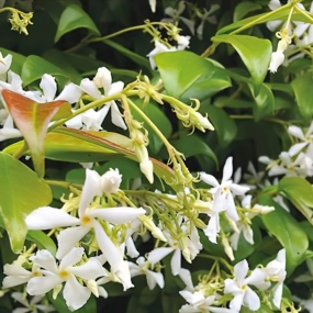 Trachelospermum 'Star Jasmine'
