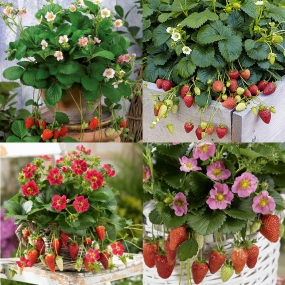 Strawberry Plants Variety Pack