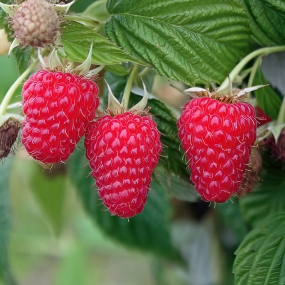 Raspberry 'Summer Lovers Patio Red'