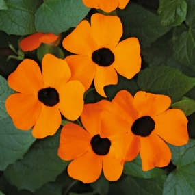 Thunbergia 'Orange Beauty'