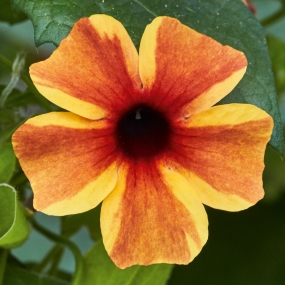 Thunbergia 'Sunny Susy Amber Stripes'