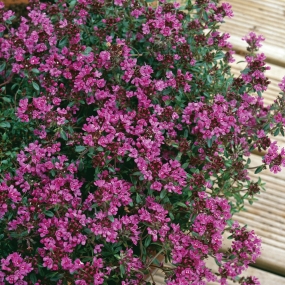 Thyme 'Creeping Red'