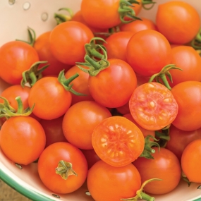 Cherry Tomato 'Sungold Supersweet'