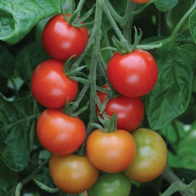 Cherry Tomato 'Gardener's Delight'