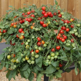 Cherry Tomato 'Red Profusion'