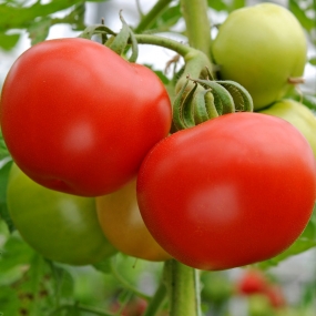 Tomato 'Supermarmande'
