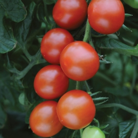 Cherry Tomato 'Sweet Million'