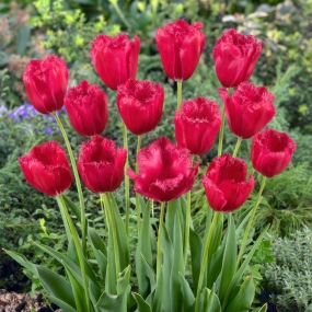 Tulip 'Burgundy Lace'