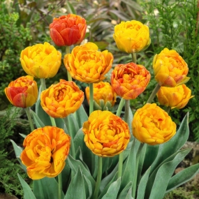 Tulip 'Sunlover'