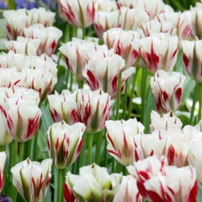 Tulip 'Flaming Spring Green'