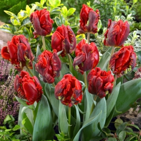 Tulip 'Rococo'