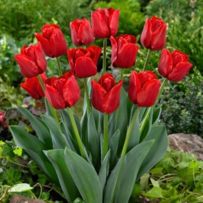 Tulip 'Ile de France'