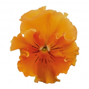 Viola 'Orchi F1 Orange