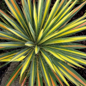 Yucca 'Colour Guard'