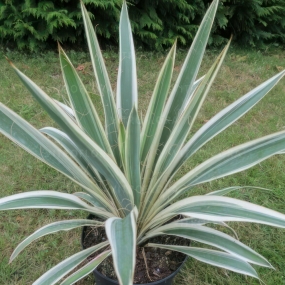 Yucca 'Ivory Towers'