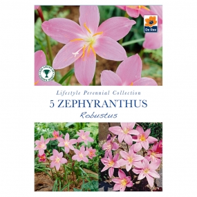 Zephyranthus 'Robustus'