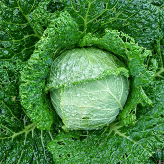 Cabbage - Savoy