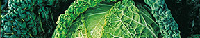 Hardy Vegetables Main Menu Header Image of a Cabbage