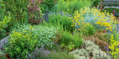 A stunning herb bed full of flowering sage, mint and cotton lavender.