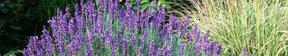 Perennial Herbs Main Menu Header Image of Lavender