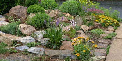 A rockery scene of compact plants and flowers