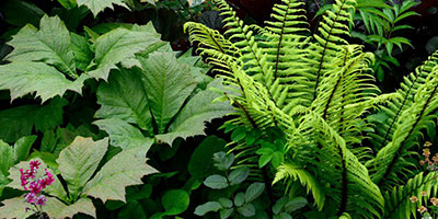 Lots of green green shade loving foliage, most notably ferns.