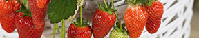 A to Z of Fruit Main Menu Header Image of Strawberries