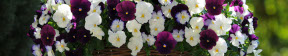 Winter Bedding Main Menu Header Image of Violas