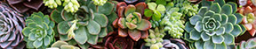 Shrubs by Height Main Menu Header Image of Succulents