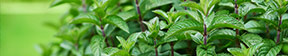 Perennial Herbs Main Menu Header Image of Mint